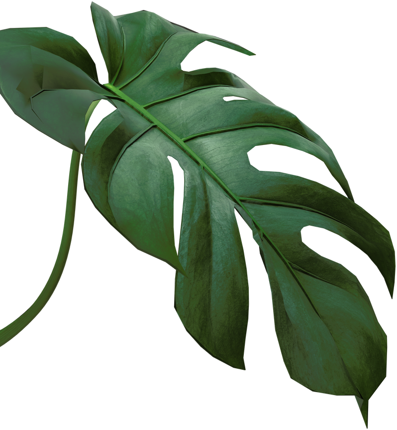 Tropical Monstera Leaf